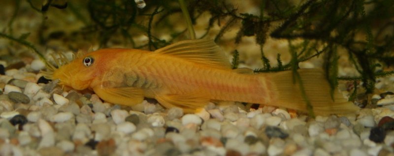 L144 Gold Antennenwels (L144 Ancistrus spec. ) L144 Gold Antennenwels (L144 Ancistrus spec. )