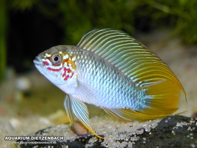 Borellis Zwergbuntbarsch ( Apistogramma borelli 'Opal' ) Borellis Zwergbuntbarsch ( Apistogramma borelli 'Opal' )