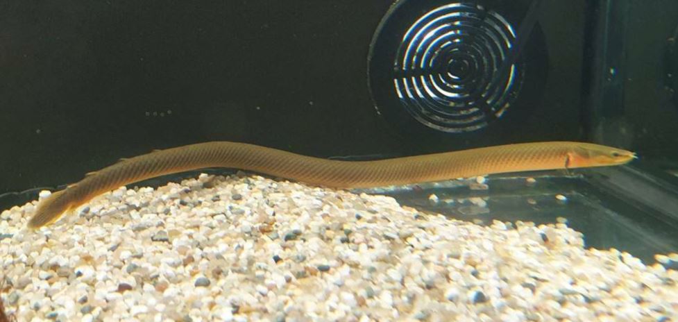 Flösselaal (Erpetoichthys calabaricus)