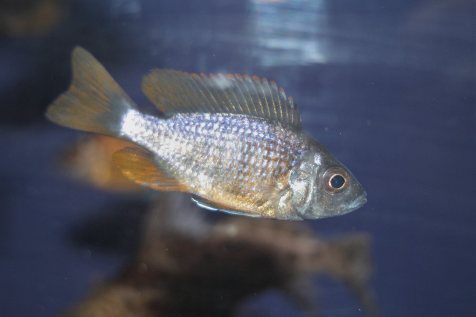 Rotflossen-Copadichromis(Copadichromis borleyi Red Fin) Rotflossen-Copadichromis(Copadichromis borleyi Red Fin)