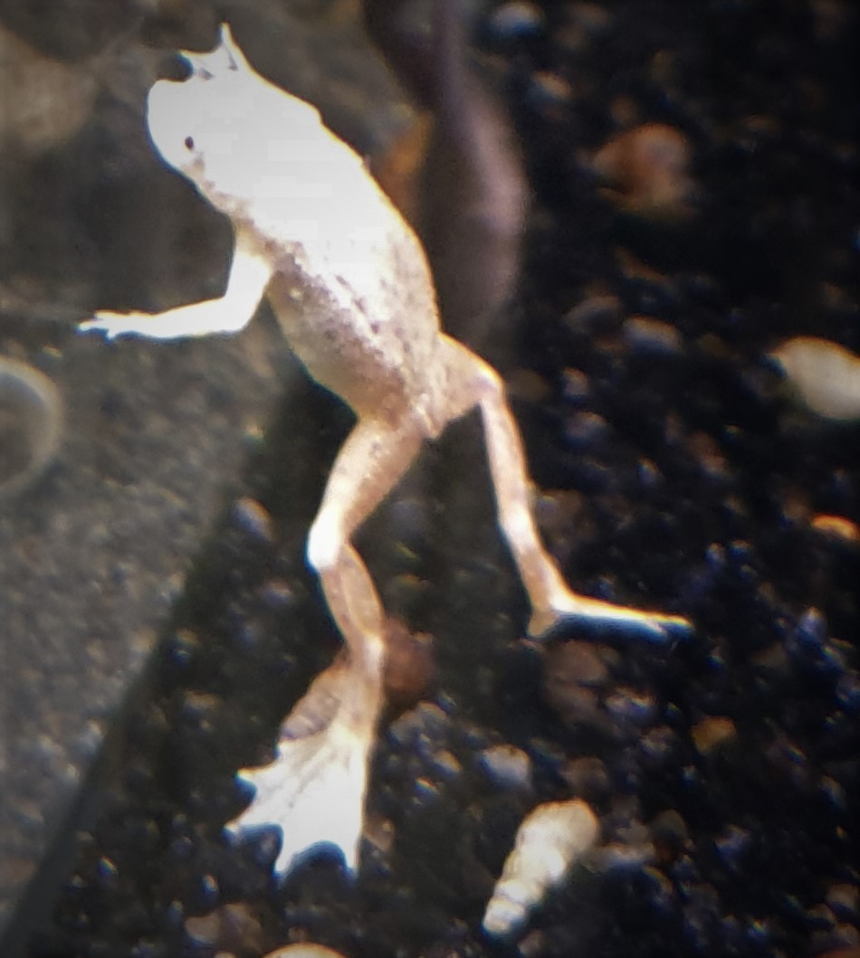 Zwergkrallenfrosch Gold (Hymenochirus boettgeri) Zwergkrallenfrosch Gold (Hymenochirus boettgeri)