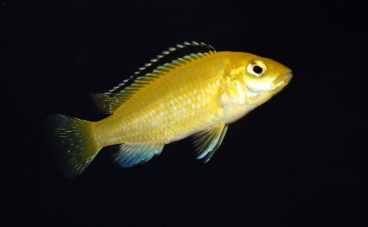 Gelber Labidochromis (Labidochromis caeruleus 'Yellow')