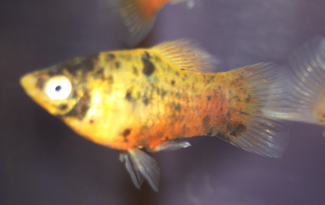 Platy Bumble bee(Xiphophorus maculatus) Platy Bumble bee(Xiphophorus maculatus)