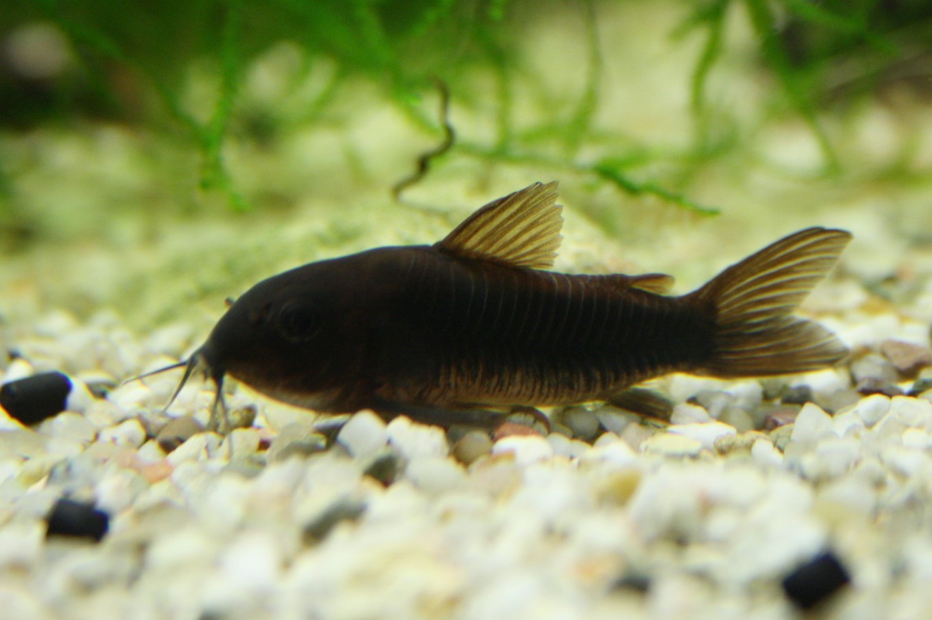 Corydoras aeneus 'Black VENEZUELA' Corydoras aeneus 'Black VENEZUELA'