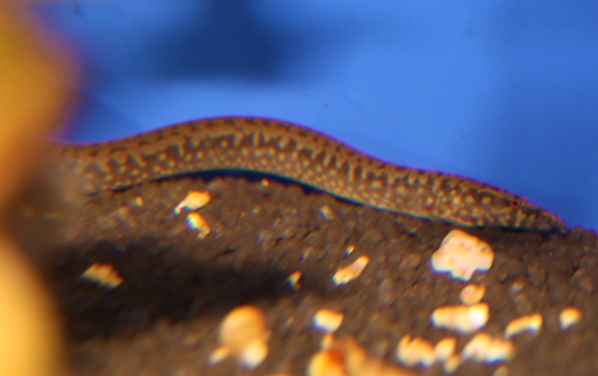 Afrikanischer Stachelaal (Mastacembelus loennbergii) Afrikanischer Stachelaal (Mastacembelus loennbergii)