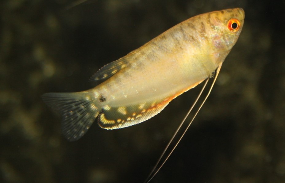 Goldener Fadenfisch (Trichopodus trichopterus 'Gold')