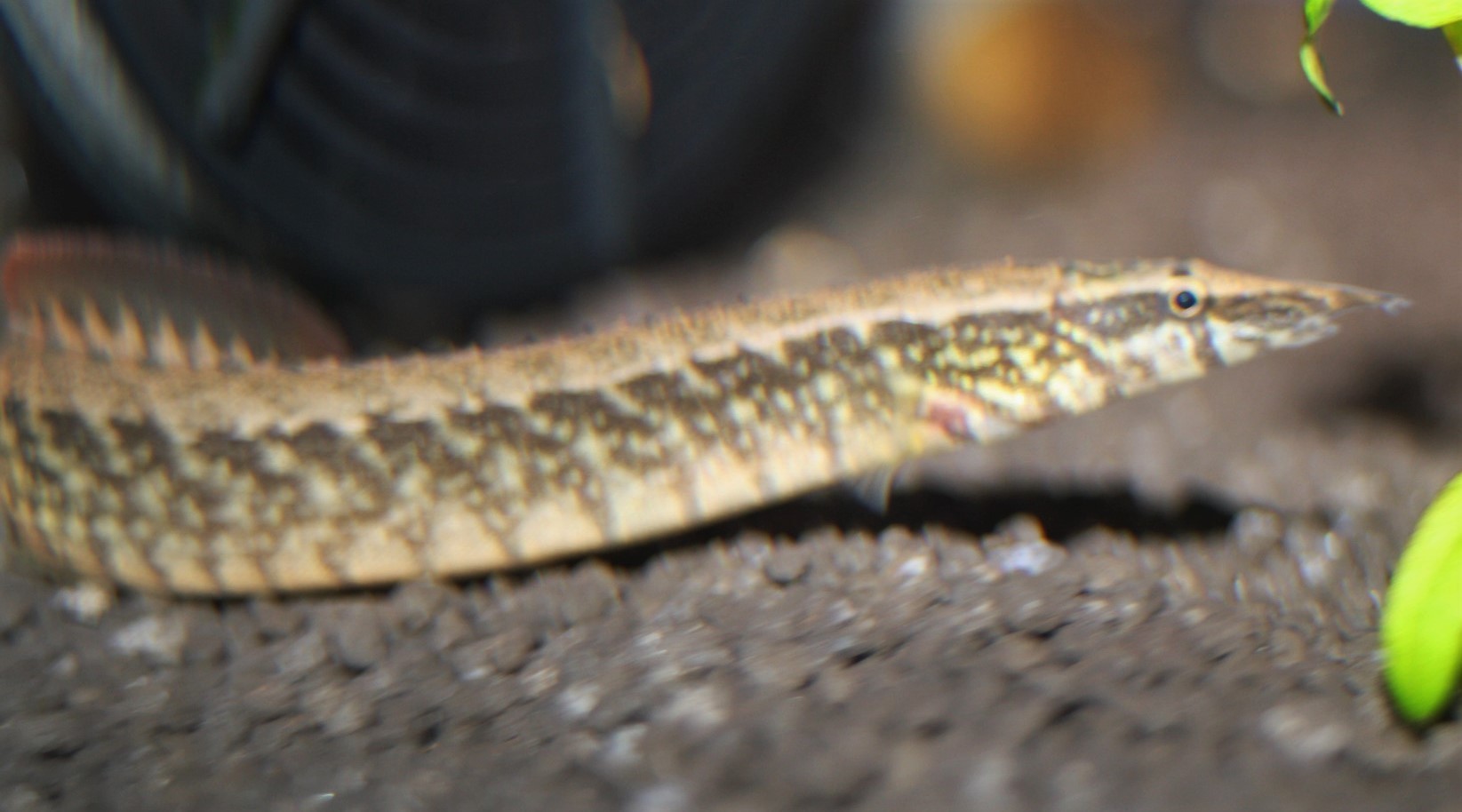 Gürtelstachelaal (Macrognathus circumictus) Gürtelstachelaal (Macrognathus circumictus)