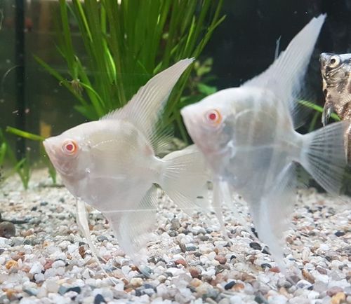Albino Skalar Altum (Pterophyllum altum peruensis) Albino Skalar Altum (Pterophyllum altum peruensis)