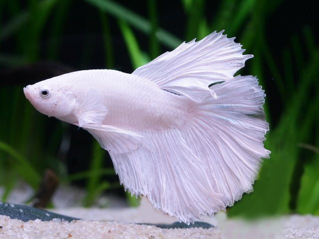 Siamesischer Kampffisch Halbmond (Betta splendens Halfmoon) weiß Siamesischer Kampffisch Halbmond (Betta splendens Halfmoon) weiß