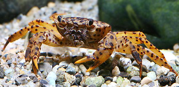 Panther Krabbe(Parathelphusa pantherina) Panther Krabbe(Parathelphusa pantherina)