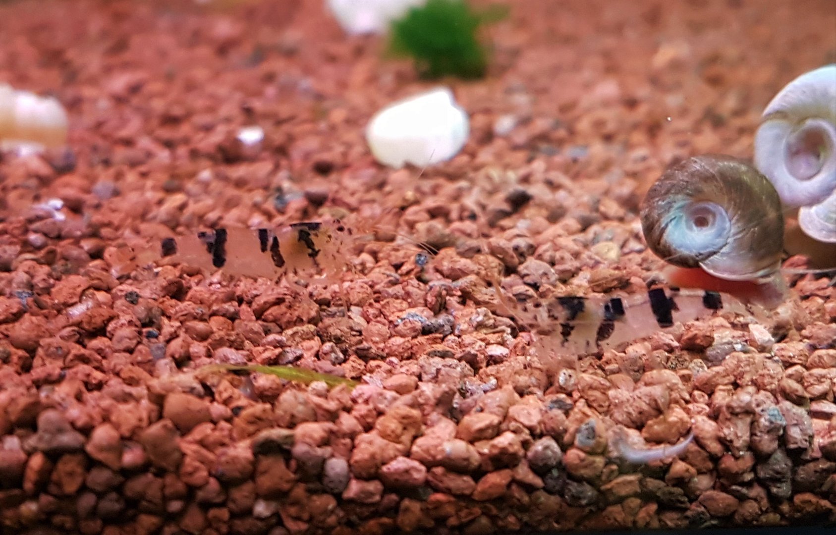 Waschbär Tigergarnele Caridina cf. cantonensis "Raccoon Tiger" Waschbär Tigergarnele Caridina cf. cantonensis "Raccoon Tiger"