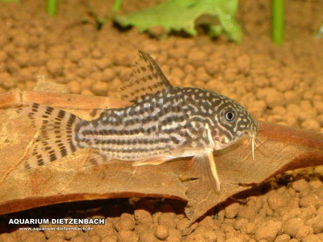 Orangeflossen-Panzerwels (Corydoras sterbai) Orangeflossen-Panzerwels (Corydoras sterbai)