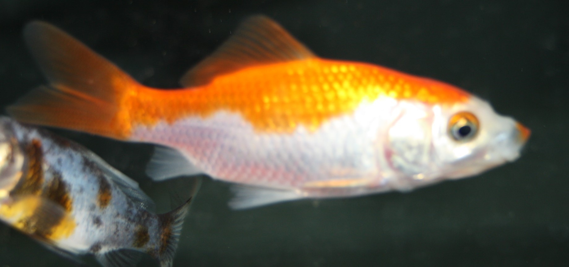 Goldfisch Sarasan (Carassius auratus) klein