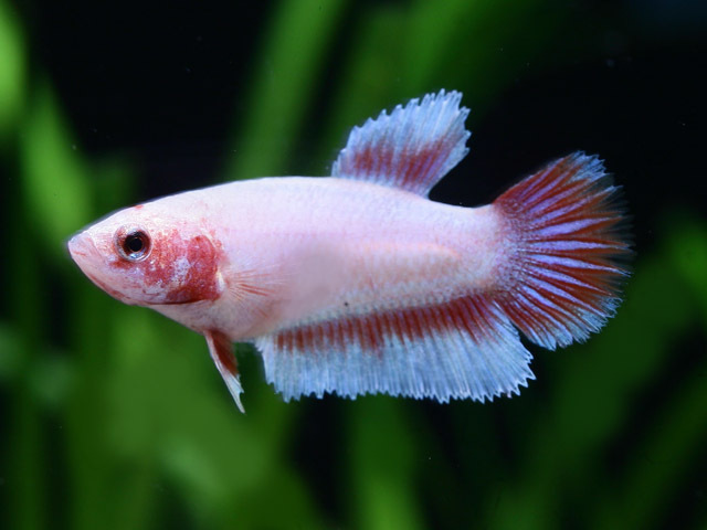 Siamesischer Kampffisch Weibchen (Betta splendens) Siamesischer Kampffisch Weibchen (Betta splendens)