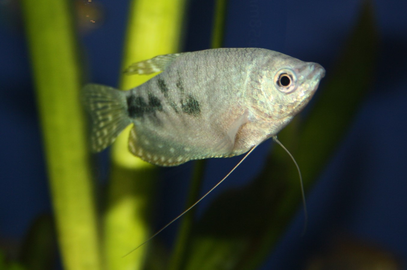 Blauer Fadenfisch (Trichopodus trichopterus 'Blau") Blauer Fadenfisch (Trichopodus trichopterus 'Blau")