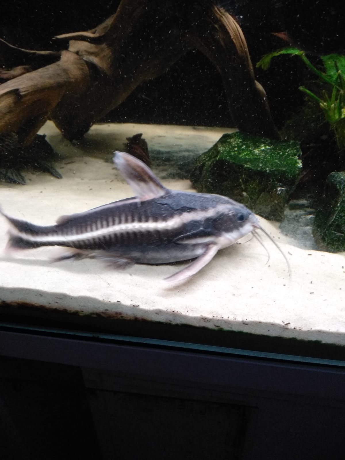 Liniendornwels, Platydoras costatus XXL Liniendornwels, Platydoras costatus XXL
