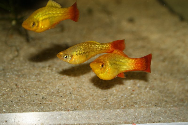 Papagei Platy (Xiphophorus variatus) Papagei Platy (Xiphophorus variatus)