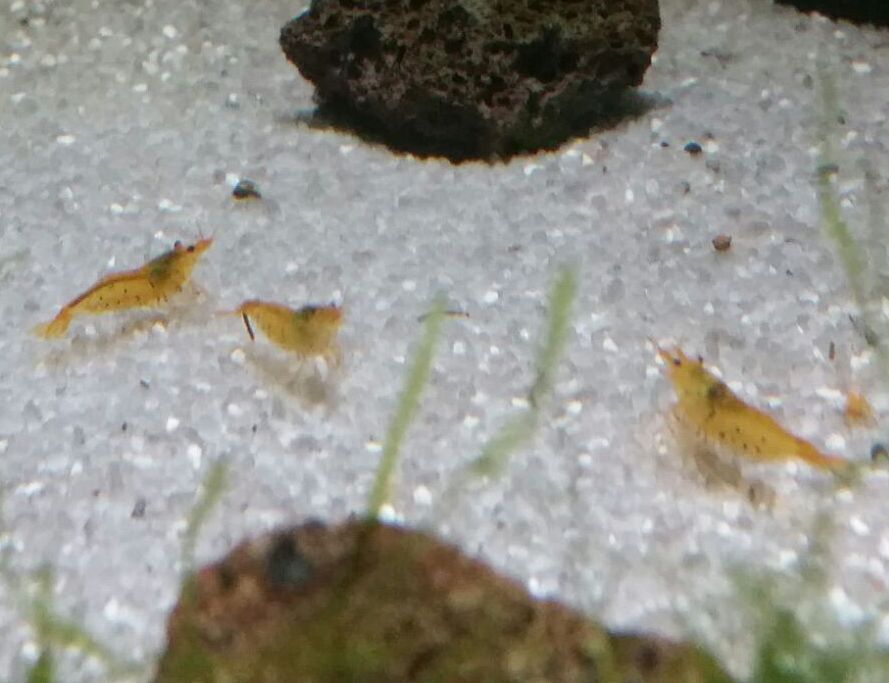 Goldene Tiger - Tangerine Tiger (Caridina cf. cantonensis "Golden Tiger" ) Goldene Tiger - Tangerine Tiger (Caridina cf. cantonensis "Golden Tiger" )