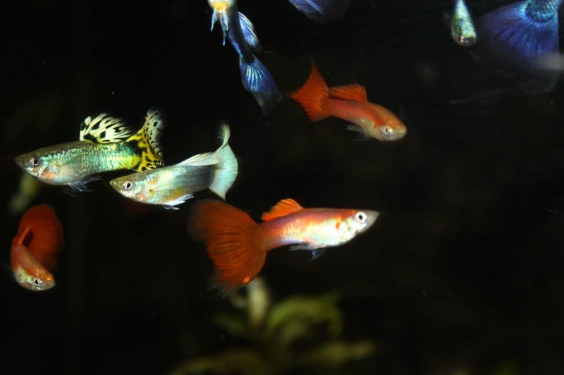 Guppy Männchen mix Guppy Männchen mix