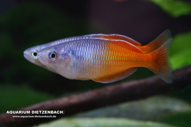 Boesemans Regenbogenfisch (Melanotaenia boesemani)