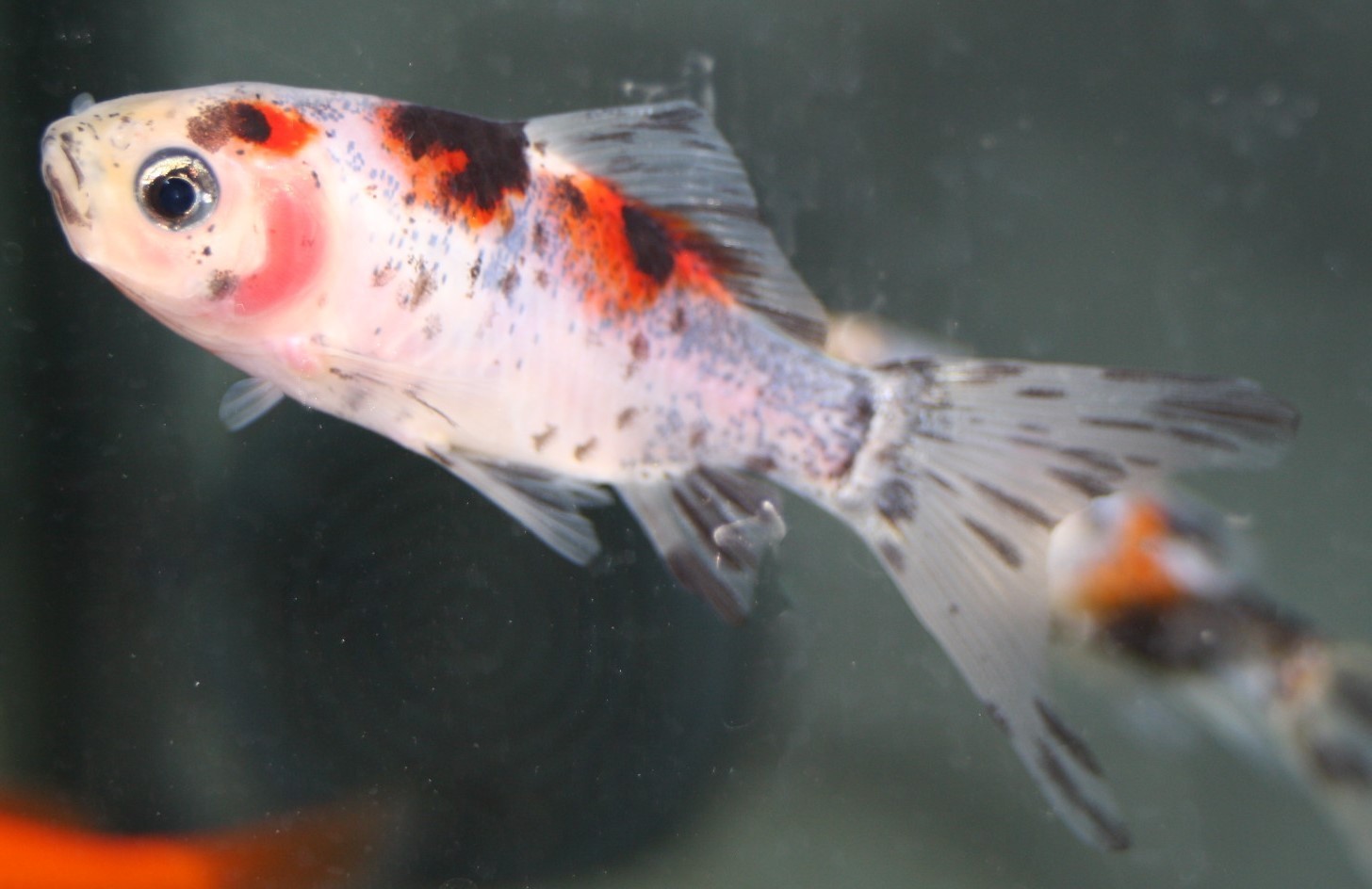 Shubunkin (Carassius auratus) klein Shubunkin (Carassius auratus) klein