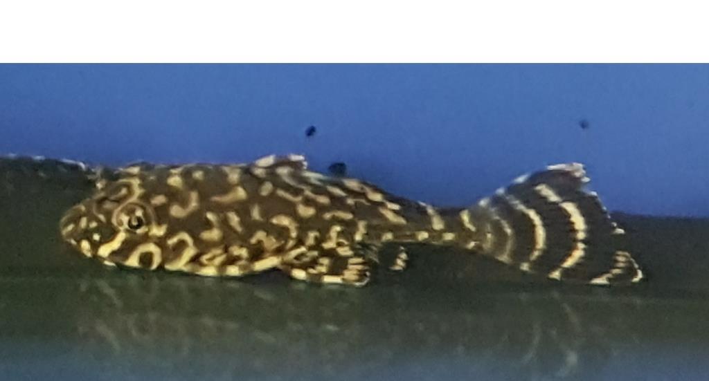 Goldflecken-Segelschilderwels,L1,L22 (Glyptoperichthys joselimaianus)