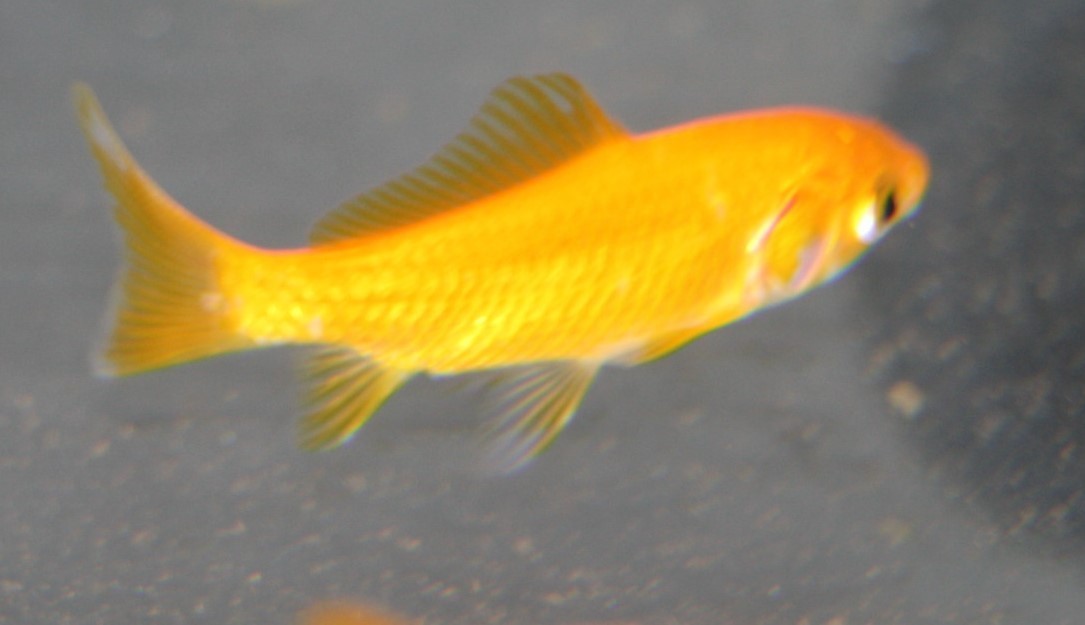 Goldfisch Gelb (Carassius auratus "Yellow") klein