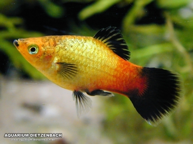 Platy Deutschland(Xiphophorus maculatus) Platy Deutschland(Xiphophorus maculatus)