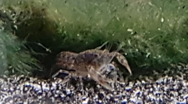 blauer Zwergkrebs, Cambarellus diminutus blauer Zwergkrebs, Cambarellus diminutus