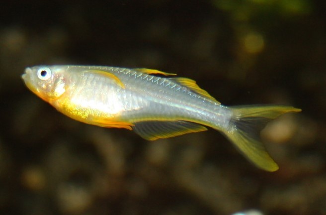 Gabelschwanz Regenbogenfisch (Pseudomugil furcatus)
