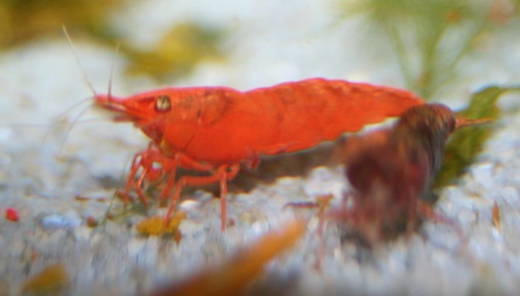 Red Fire Garnele Sakura Red Fire Garnele Sakura