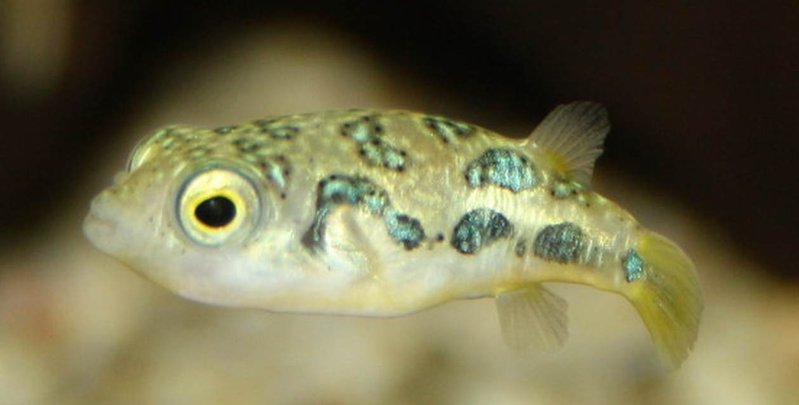  Zwergkugelfisch  (Carinotetraodon travancoricus) 