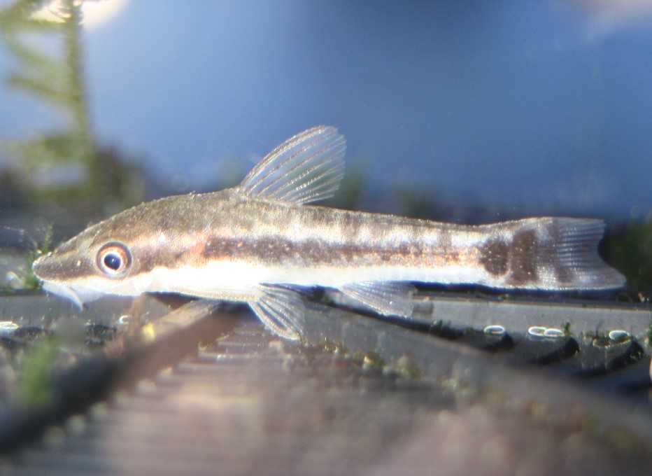 Ohrgitterharnischwels (Otocinclus affinis) Ohrgitterharnischwels (Otocinclus affinis)