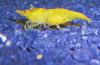 Yellow Fire Garnele Yellow Fire Garnele