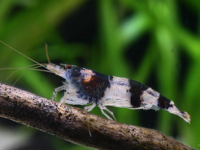 Hummelgarnele (Caridina cf. breviata) Hummelgarnele (Caridina cf. breviata)