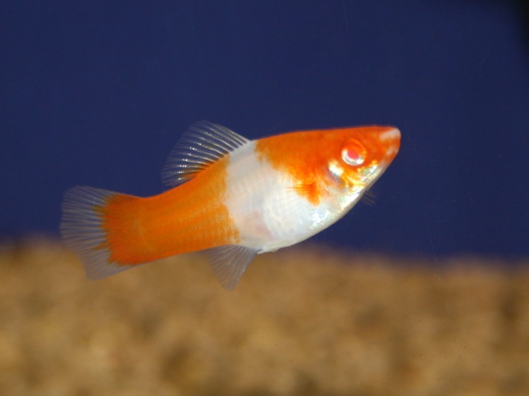 Koi Schwertträger Kohaku Koi Schwertträger Kohaku