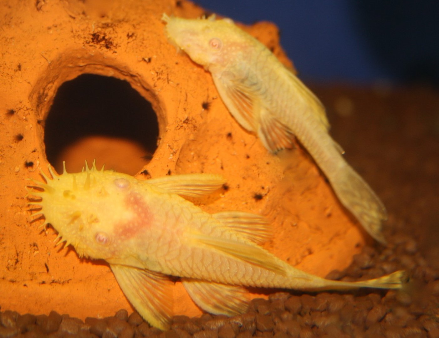 Albino Antennenwels Albino Antennenwels