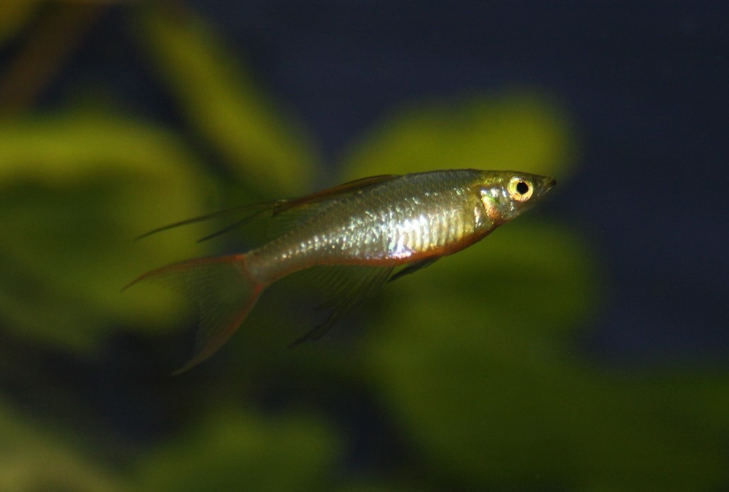 Filigran-Regenbogenfisch (Iriatherina werneri)