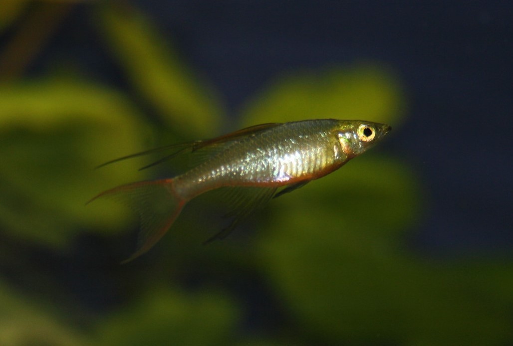 Filigran-Regenbogenfisch (Iriatherina werneri) Filigran-Regenbogenfisch (Iriatherina werneri)