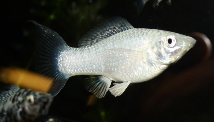 Silber Molly Silber Molly