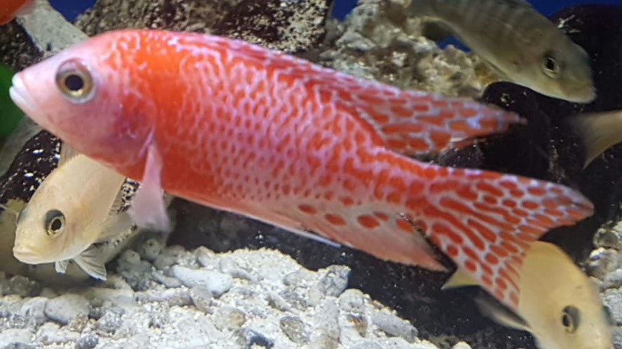 Kaiserbundbarsch Firefish super rot (Aulonocara spec. 'Dragon Blood') Kaiserbundbarsch Firefish super rot (Aulonocara spec. 'Dragon Blood')