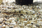 LG 6 Wels (Rineloricaria parva) LG 6 Wels (Rineloricaria parva)