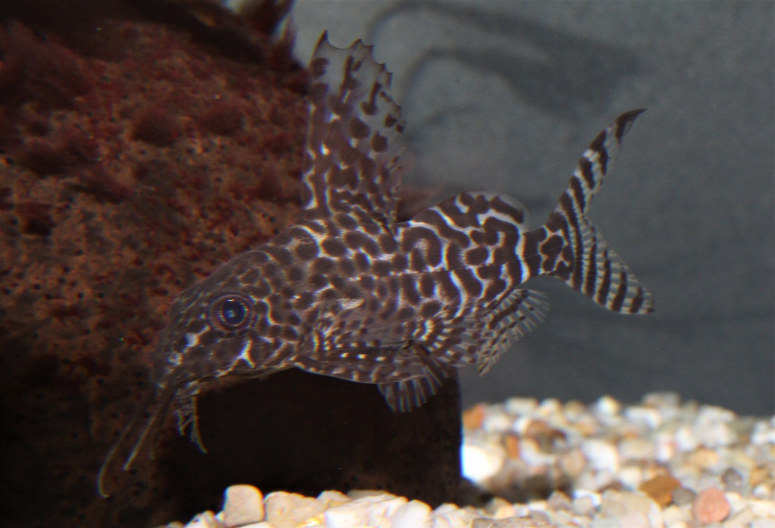 Hochflossen-Fiederbartwels (Synodontis eupterus) Hochflossen-Fiederbartwels (Synodontis eupterus)