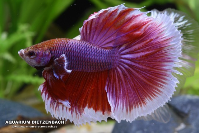 Siamesischer Kampffisch Halbmond (Betta splendens Halfmoon) Siamesischer Kampffisch Halbmond (Betta splendens Halfmoon)