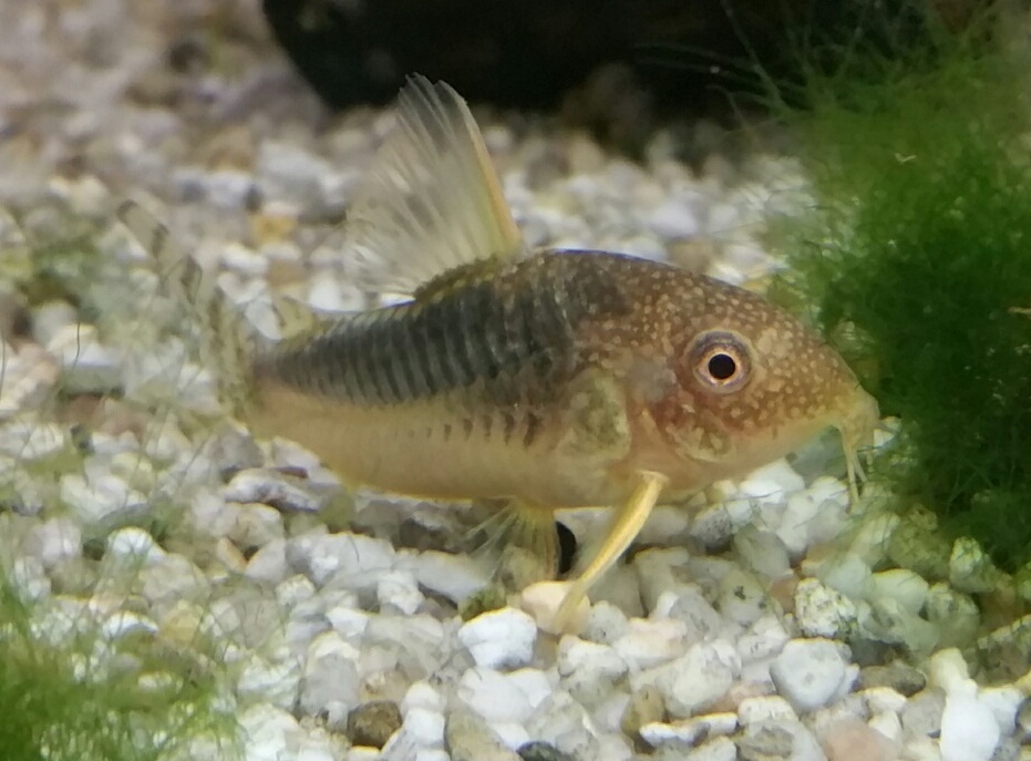 Gosses Panzerwels (Corydoras gossei) Gosses Panzerwels (Corydoras gossei)