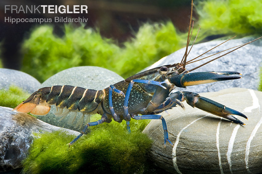 Blauer Lobster (Cherax quatricarinatus) Blauer Lobster (Cherax quatricarinatus)