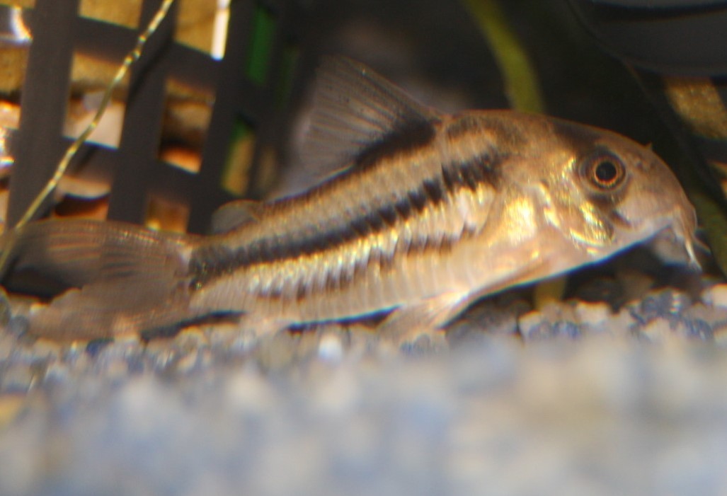 Axelrods Panzerwels(Corydoras axelrodi) Axelrods Panzerwels(Corydoras axelrodi)