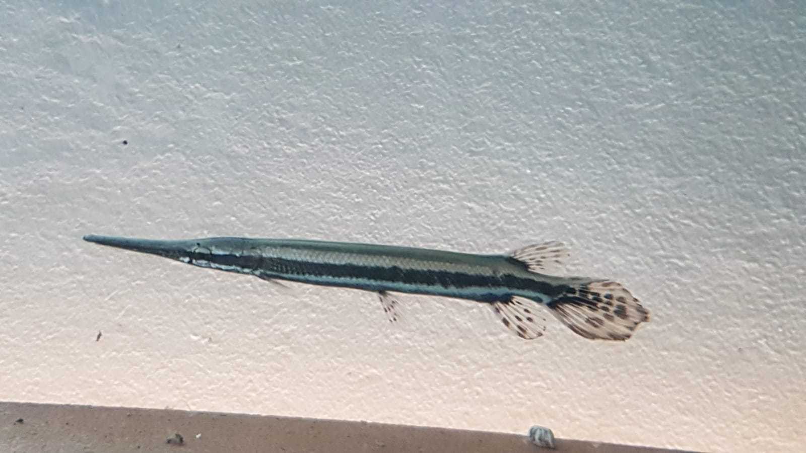 Gepunkteter Knochenhecht (Lepisosteus oculatus) Gepunkteter Knochenhecht (Lepisosteus oculatus)
