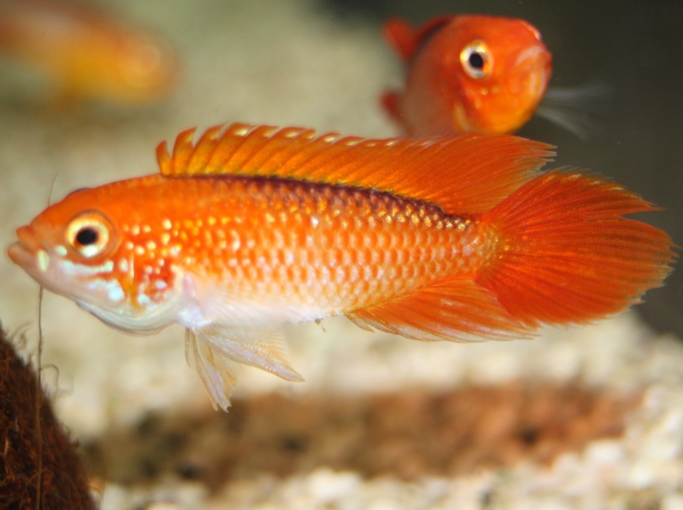 Agassiz' Zwergbuntbarsch (Apistogramma agassizii 'Fire-Red') Agassiz' Zwergbuntbarsch (Apistogramma agassizii 'Fire-Red')