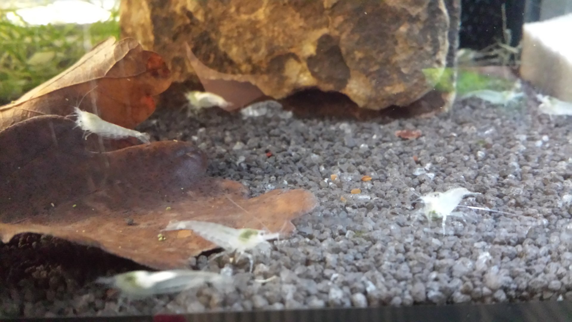 White Pearl Garnele White Pearl Garnele